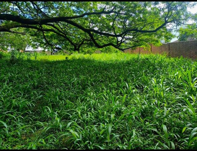 LAND FOR SALE IN MTUNZINI